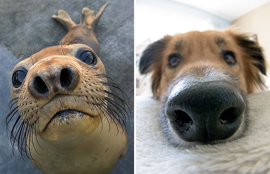 36 Pics Showing Seals Are The Water Equivalent Of Man's Best Friend