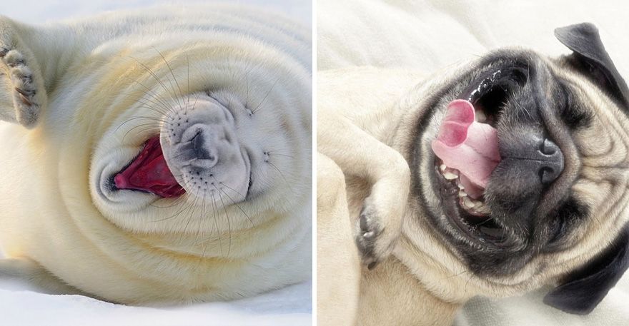 36 Pics Showing Seals Are The Water Equivalent Of Man's Best Friend