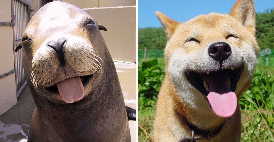 36 Pics Showing Seals Are The Water Equivalent Of Man's Best Friend