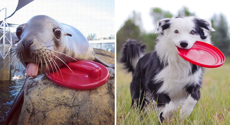 36 Pics Showing Seals Are The Water Equivalent Of Man's Best Friend