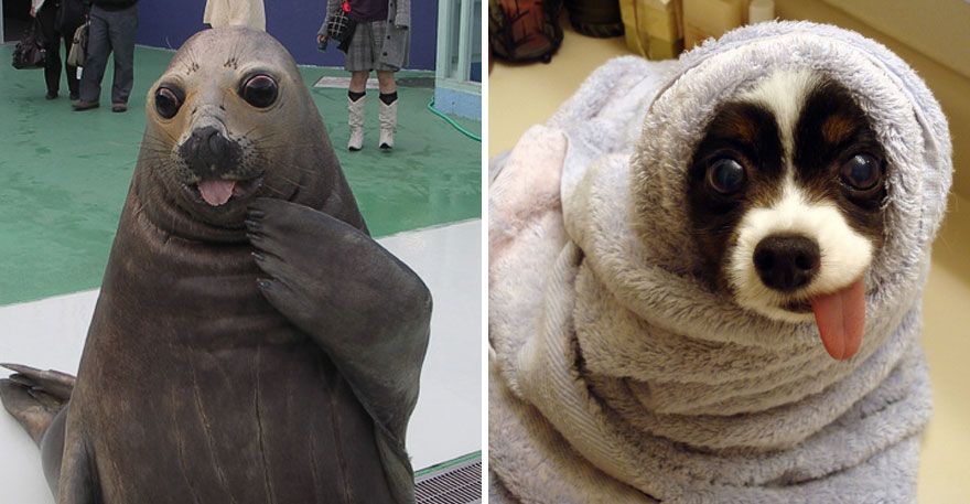 36 Pics Showing Seals Are The Water Equivalent Of Man's Best Friend