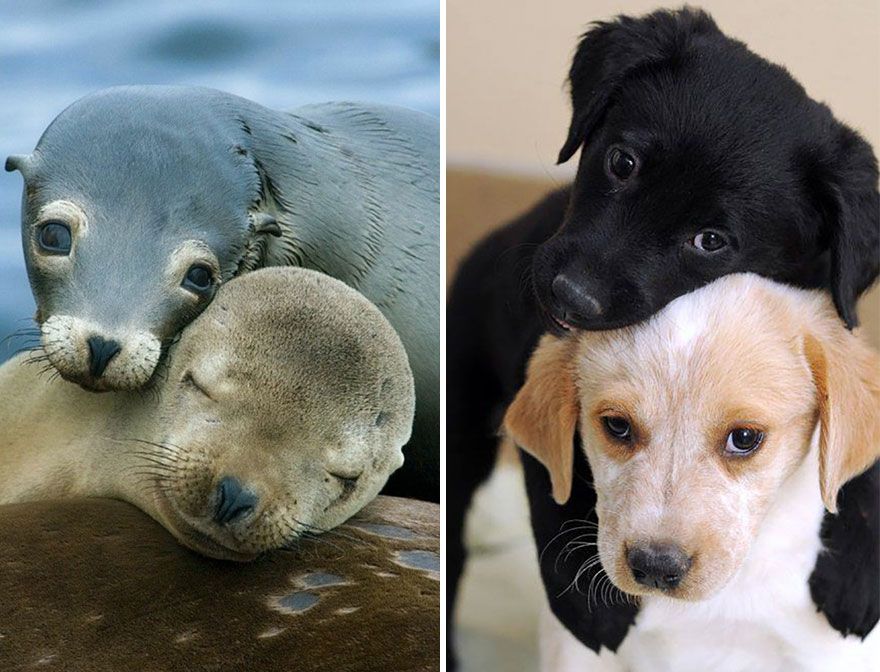 36 Pics Showing Seals Are The Water Equivalent Of Man's Best Friend