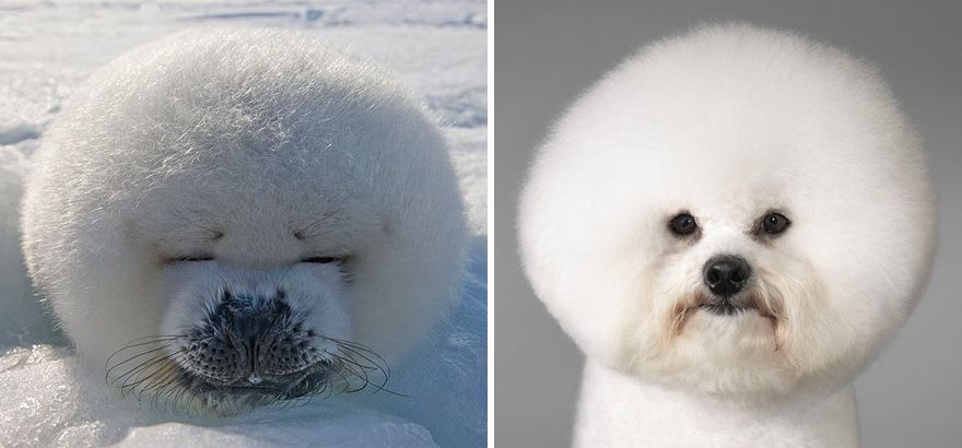 36 Pics Showing Seals Are The Water Equivalent Of Man's Best Friend