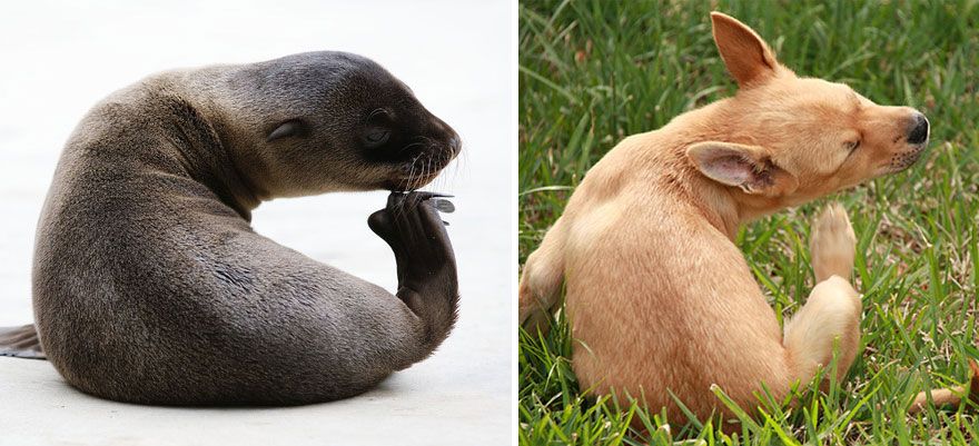 36 Pics Showing Seals Are The Water Equivalent Of Man's Best Friend