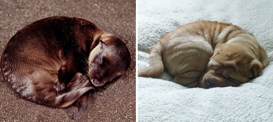 36 Pics Showing Seals Are The Water Equivalent Of Man's Best Friend