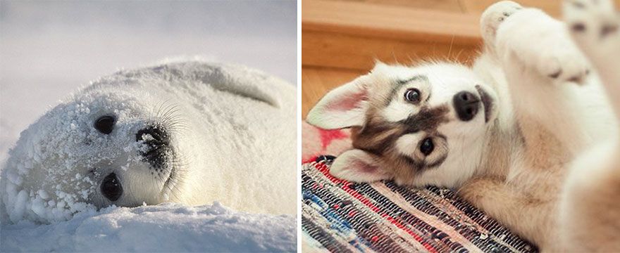 36 Pics Showing Seals Are The Water Equivalent Of Man's Best Friend