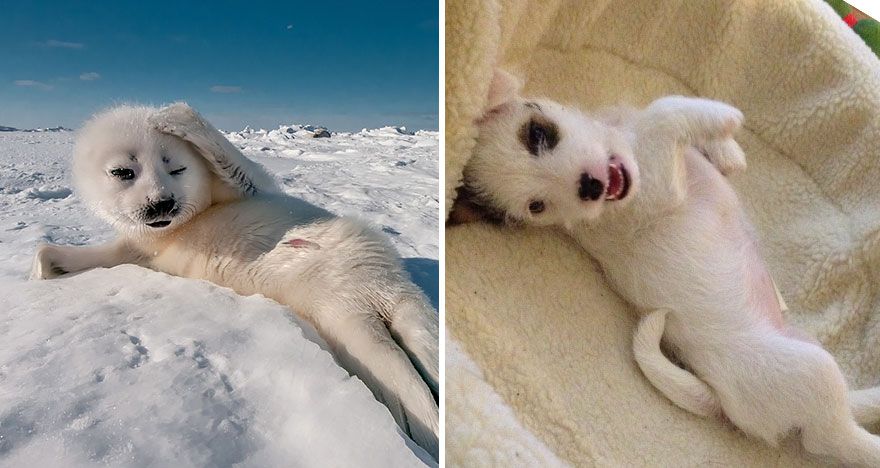 36 Pics Showing Seals Are The Water Equivalent Of Man's Best Friend