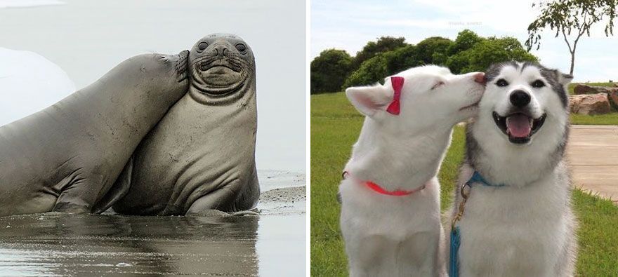 36 Pics Showing Seals Are The Water Equivalent Of Man's Best Friend