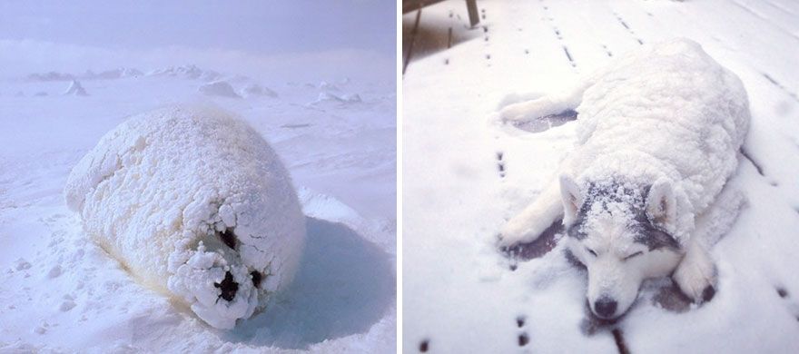 36 Pics Showing Seals Are The Water Equivalent Of Man's Best Friend