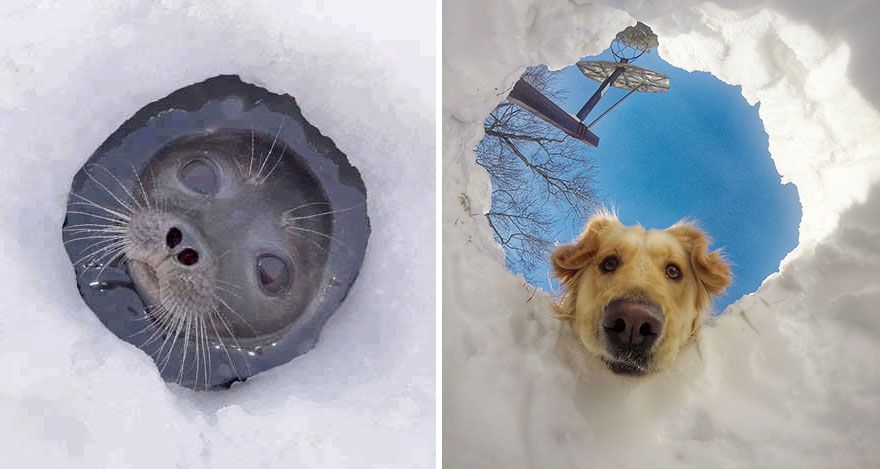 36 Pics Showing Seals Are The Water Equivalent Of Man's Best Friend