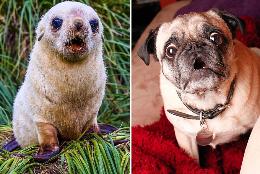 36 Pics Showing Seals Are The Water Equivalent Of Man's Best Friend