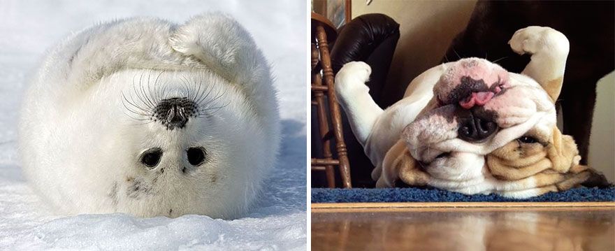 36 Pics Showing Seals Are The Water Equivalent Of Man's Best Friend