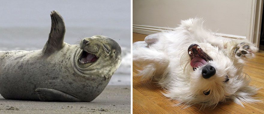 36 Pics Showing Seals Are The Water Equivalent Of Man's Best Friend