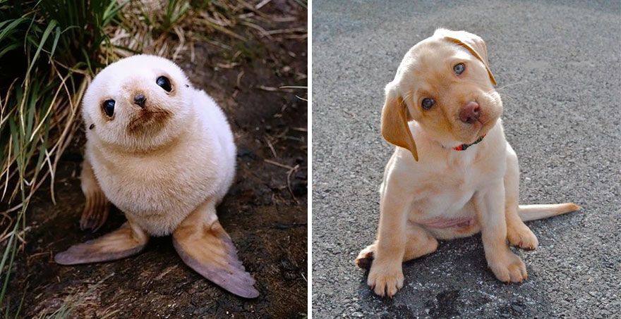 36 Pics Showing Seals Are The Water Equivalent Of Man's Best Friend