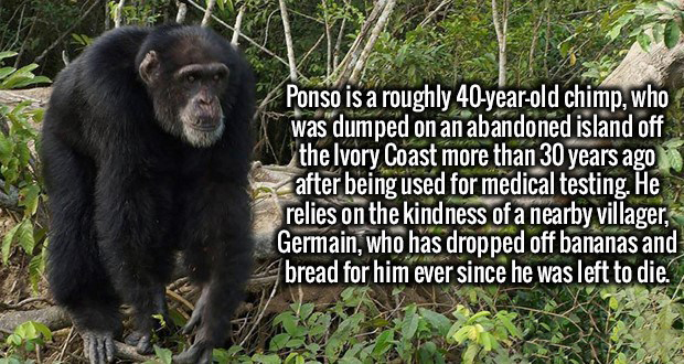 common chimpanzee - Ponso is a roughly 40yearold chimp, who was dumped on an abandoned island off the Ivory Coast more than 30 years ago after being used for medical testing. He relies on the kindness of a nearby villager, Germain, who has dropped off ban