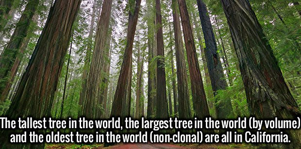california redwoods - The tallest tree in the world, the largest tree in the world by volume and the oldest tree in the world nonclonal are all in California.