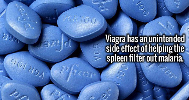 100 Ver 100 Viagra has an unintended side effect of helping the spleen filter out malaria. Cool 89A 3 przer po