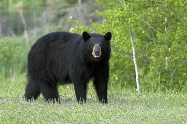 ...a bear. Unfortunately the bear also saw Karen. The runner recognized the bear was a female protecting her young. “Then I was on my ass and being raked with claws and bitten,” she wrote. “I cried out in pain and mama bear did not like that so she hit me with a left hook and bit my neck and started to try to shake me.” Williams said she played dead until the bear and her cub grew disinterested in her and left. One of them died, but it wasn't Karen.