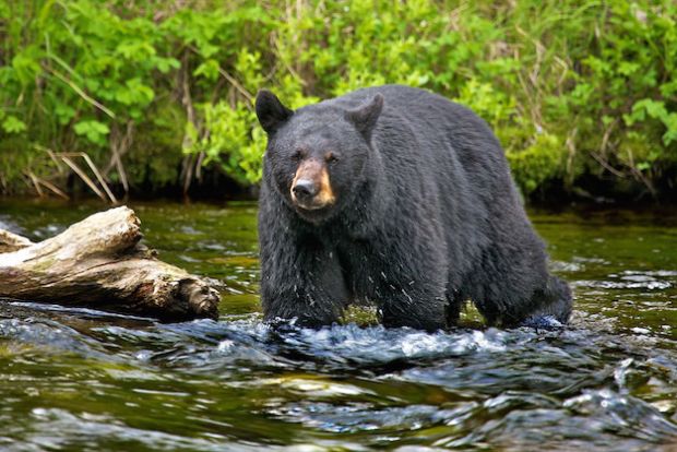 Williams was rescued by other runners and marathon staff, who called 911, according to race director Kristen Kern. “I have a fractured right orbit from the mean left hook, missing parts of eyelid and eyebrow, injury to the belly of my left bicep and a lot of punctures and lacerations,” Williams said. “But I am alive.” The bear was not so lucky. In suspicion of the bear being ill it was shot to perform tests. Reports indicate that the shooting was botched as they could simply put the bear to sleep and transport to a lab rather that killing it. Officers with the New Mexico Department of Game and Fish claim that there was no mistake and the death was necessary, but the fact that they lost the cub indicates they are wrong.