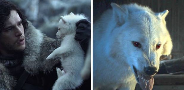 Little pup Ghost in “Winter Is Coming” (season 1, episode 1) and one of the big dogs in “Oathbreaker” (season 6, episode 3).