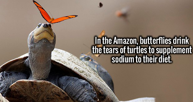 Photography - In the Amazon, butterflies drink the tears of turtles to supplement sodium to their diet.