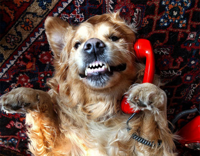 wtf russia dog calling 911