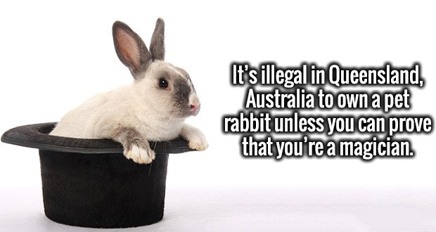 domestic rabbit - It's illegal in Queensland, Australia to own a pet rabbit unless you can prove that you're a magician.