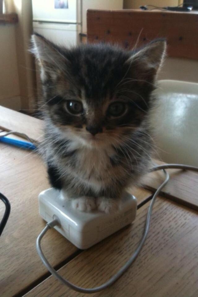 cat on a charger