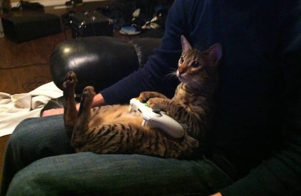 cat video game controller