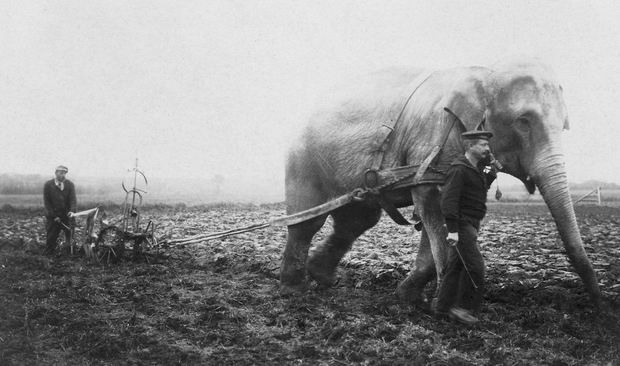 An elephant disguised as a horse to trick poachers. It worked for 25 days and had to be replaced with something else after poachers have seen through the ruse.
