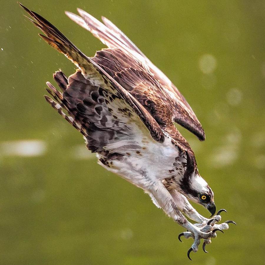 A sea hawk moments after someone asked "Who wants the last slice of Pizza?"