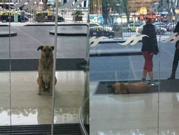 This dog lived on the streets of Buenos Aires, Argentina. One day he was approached by a woman that saw him roaming the streets.