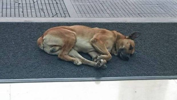 The woman fed him and played with him a while. When she left the dog decided to see where she went.