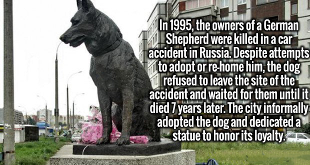 statue - In 1995, the owners of a German Shepherd were killed in a car accident in Russia. Despite attempts to adopt or rehome him, the dog refused to leave the site of the accident and waited for them until it died 7 years later. The city informally adop