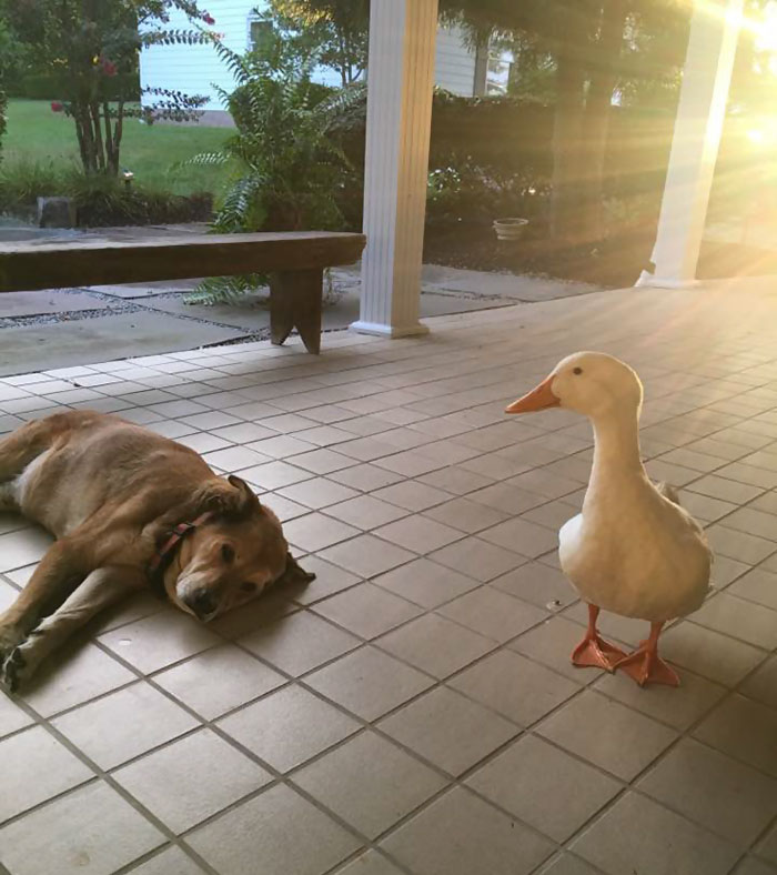 George the dog has been depressed for 2 years since his best friend of 12 years, a Labrador named Blackie, died.