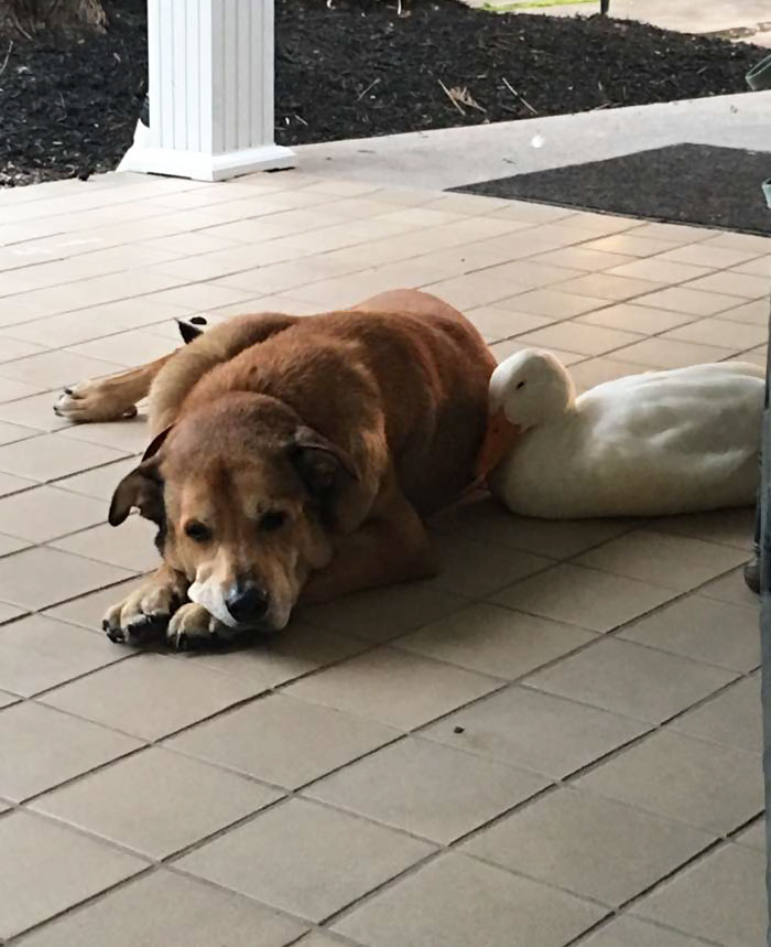 The duck snuggled next to heartbroken George as he was laying on the porch of this home in Tennessee.