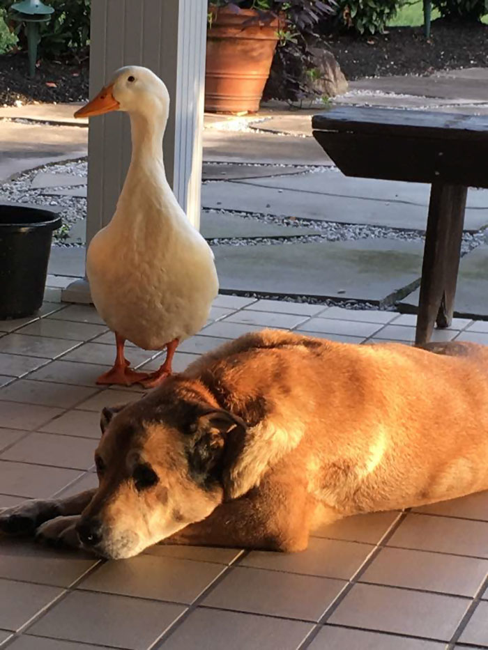 “We have no idea where this duck came from, but he sure does love George; And since the duck has arrived George has not cried one."