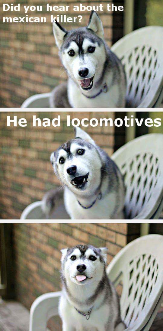 funny husky - Did you hear about the mexican killer? He had locomotives