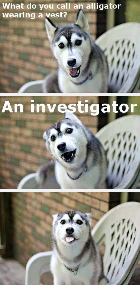 funny husky - What do you call an alligator wearing a vest? An investigator