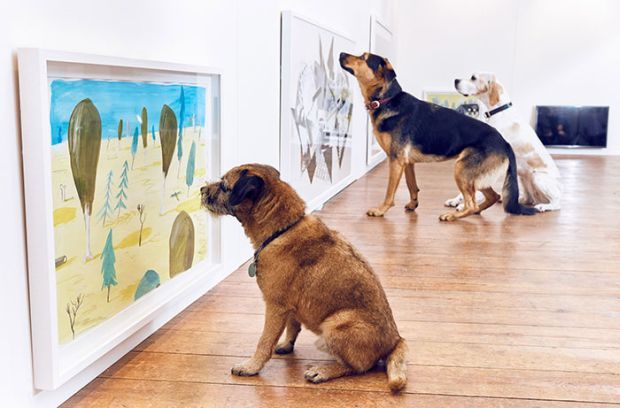 The world’s first interactive art exhibition for dogs took place in London.