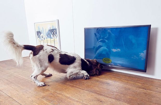 First Of Its Kind Art Gallery For Dogs