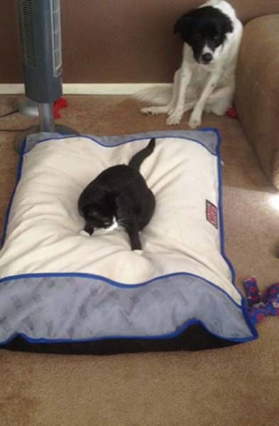 cats taking over dog beds