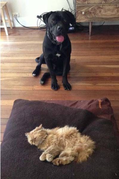 cat sleeping dog bed