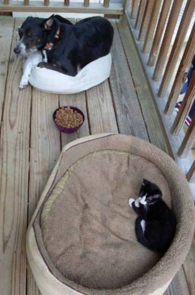 cats taking over dogs bed