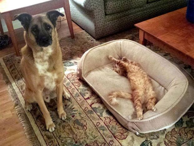 cats taking over dog beds