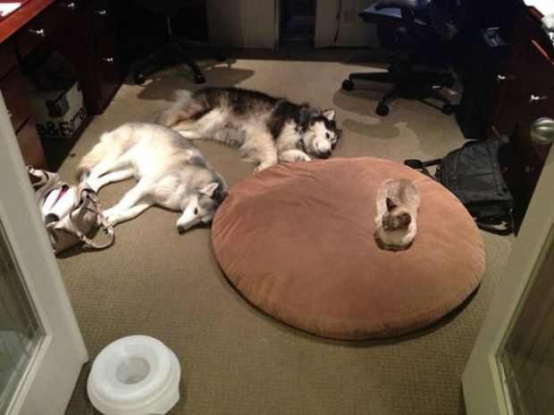 cats in dog beds