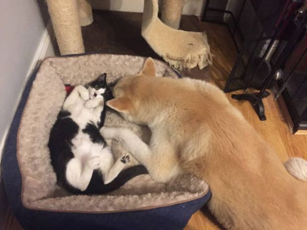 cat takes dogs bed