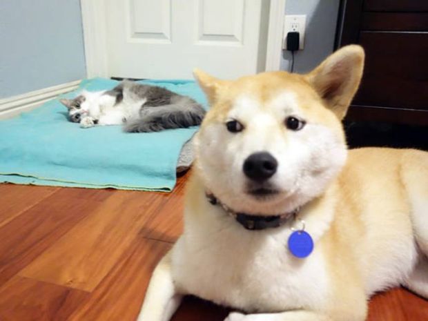 18 Hilariously Miserable Dogs That Just Lost To Cats