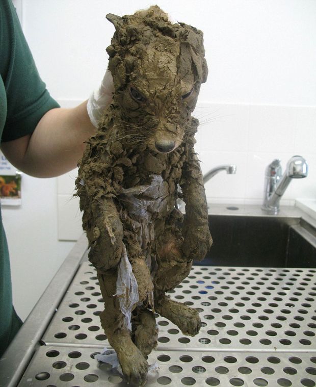 This animal was found in a ditch covered in mud. It wasn't a dog and it made no sound. It was found by accident by road workers.