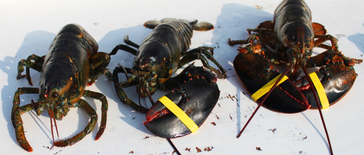 "We had people come from all over Alberta, and unfortunately the lobster weren't among the attendees.", but they did have a festival. They ate meat but it was...